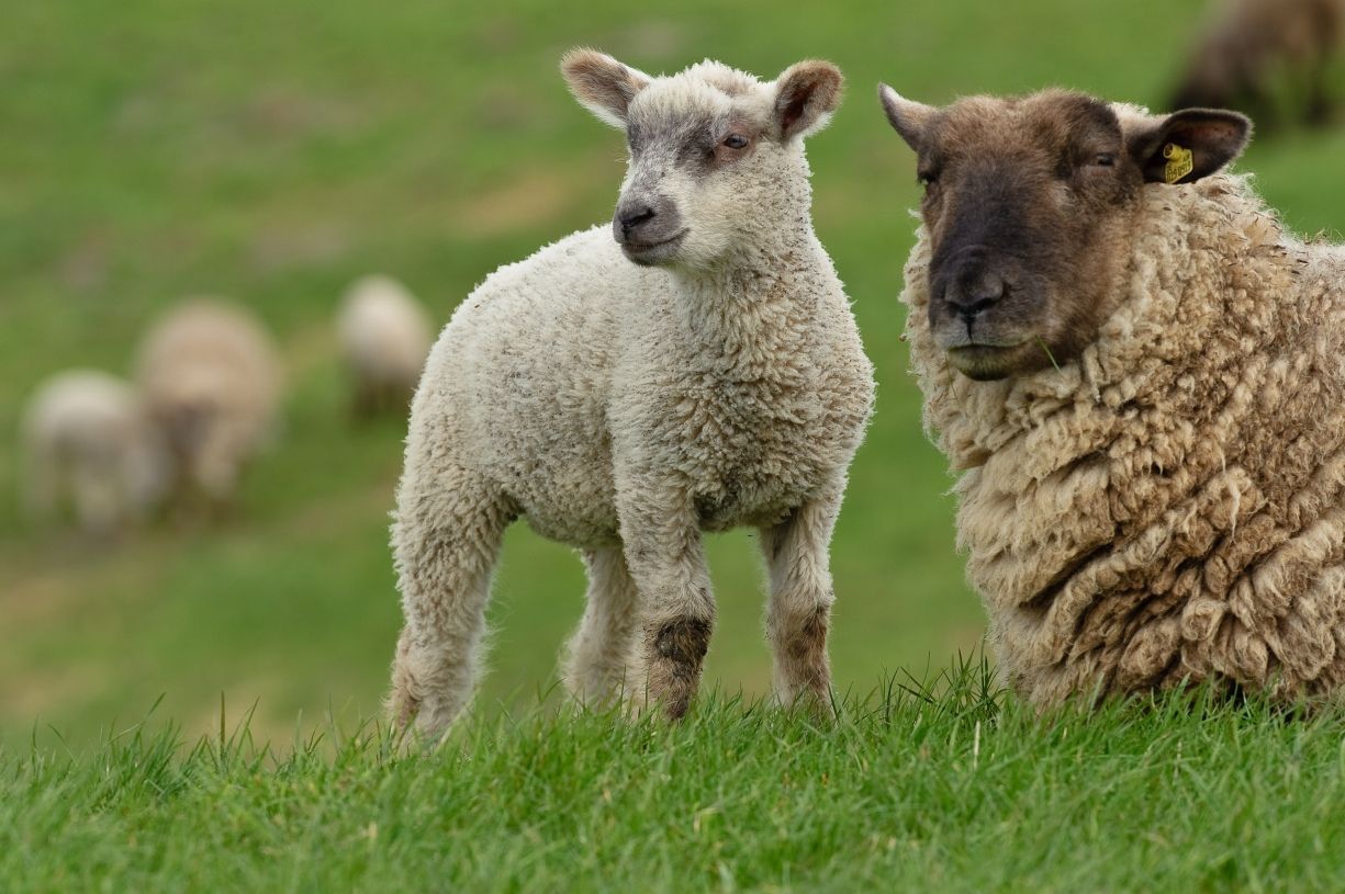 Schaf liegend auf Deichwiese mit weißem Lamm nahe Greetsiel an der Nordseeküste