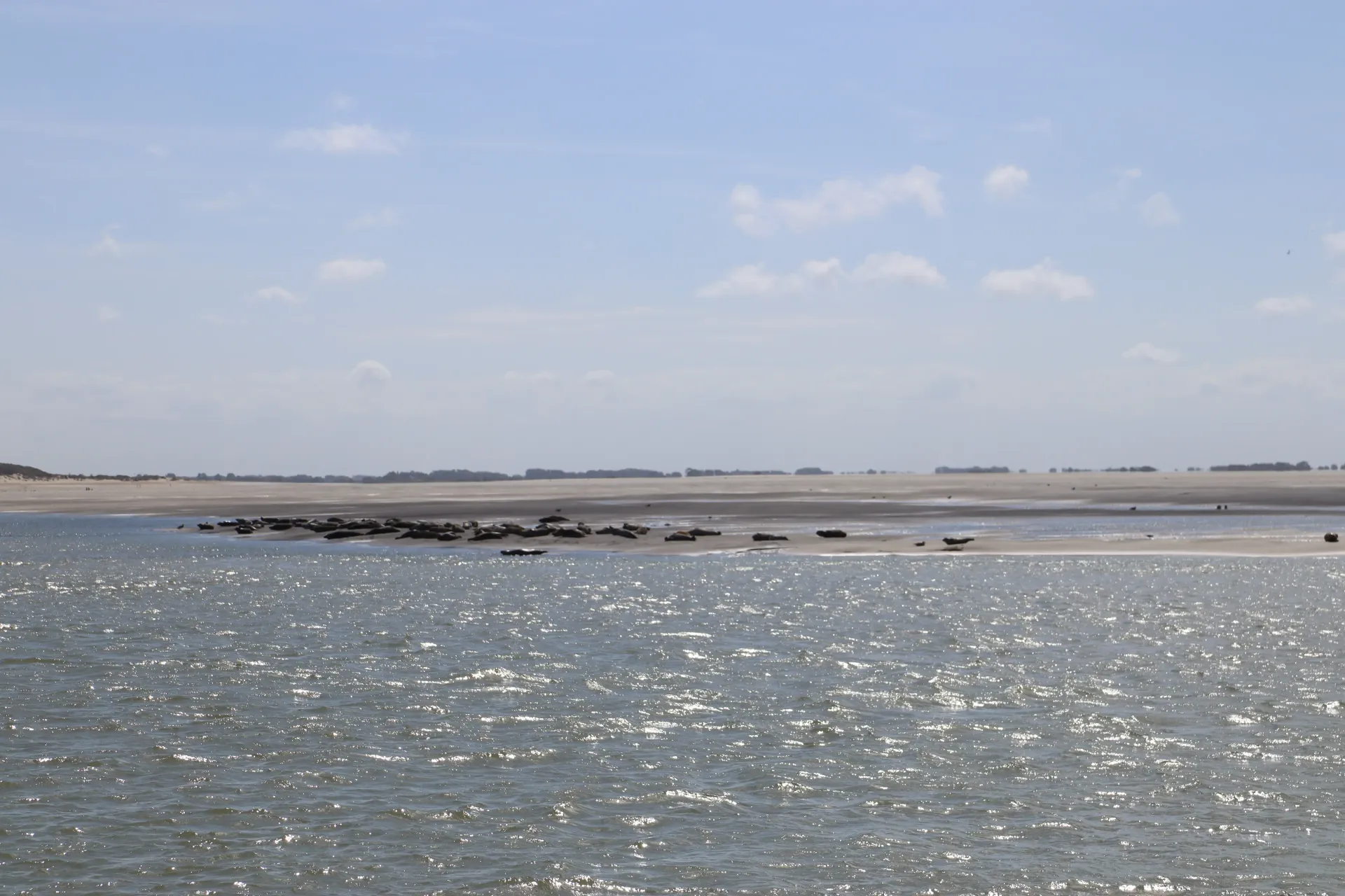 Phoques dans la Baie d'Authie Les phoques à Berck depuis le camping Minypark