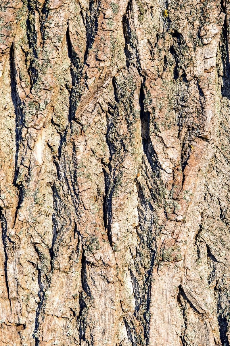 Wandgestaltung mit echter Pappelbaumrinde
