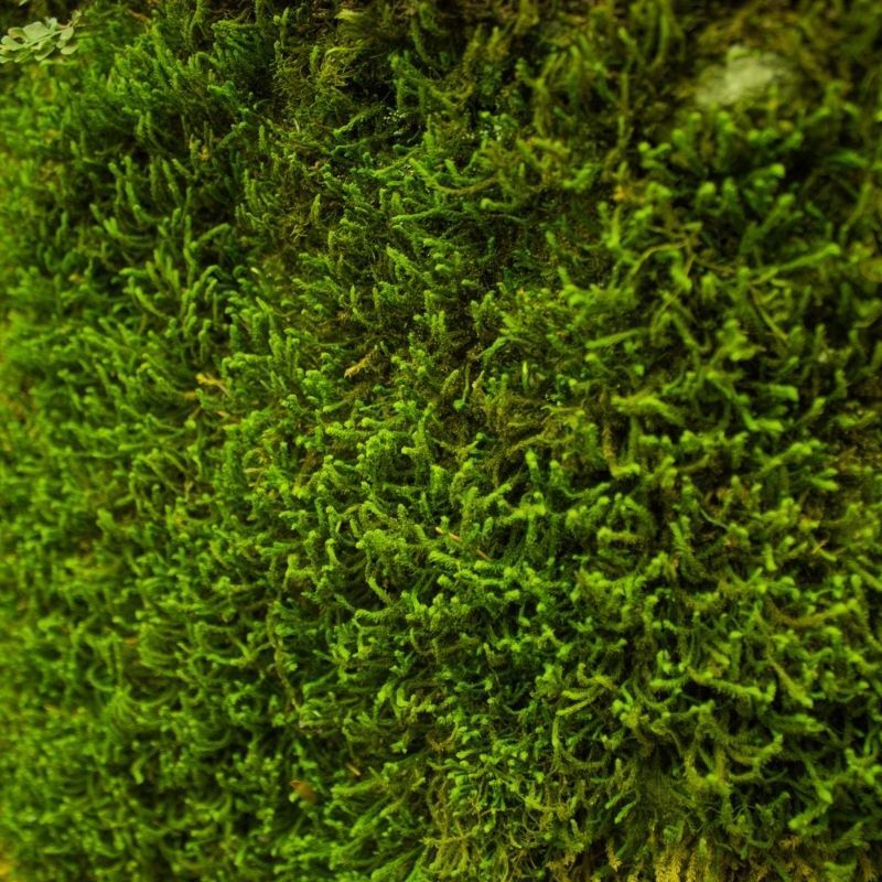 Flachmoos oder Waldmoos für Moosbilder und Wandbegrünungen