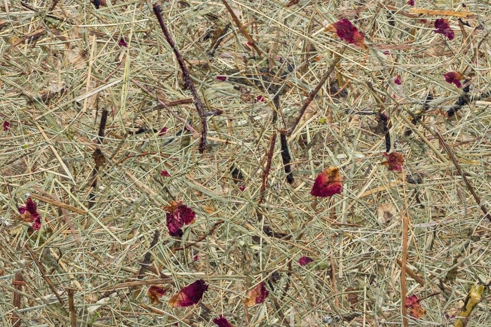 Rosenblüten Naturtapete