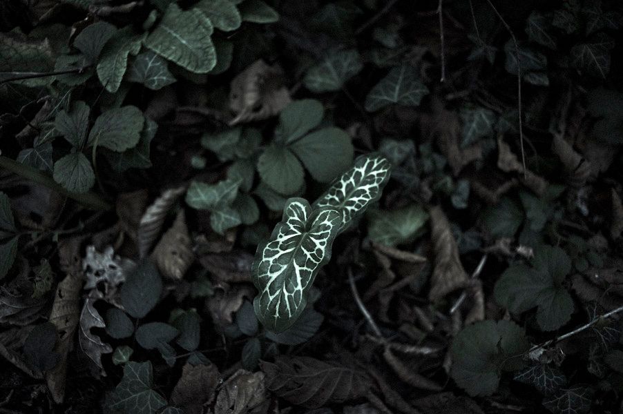 Photographie de Gérard Rouxel