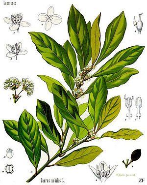 Illustration aus Franz Eugen Köhler, Köhler's Medizinal-Pflanzen (gemeinfrei)
