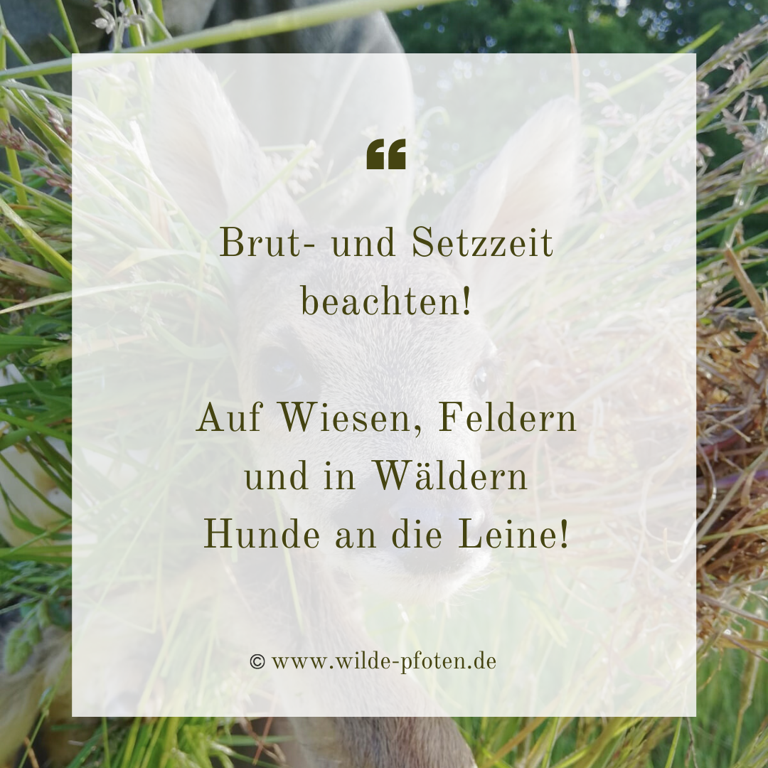 Brut- und Setzzeit beachten. Auf Wiesen, Feldern und in Wäldern Hund an die Leine!