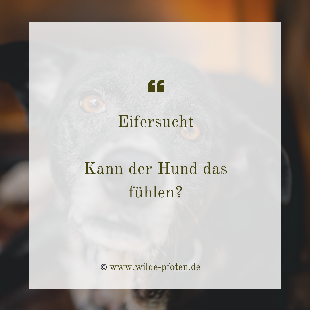 Eifersucht. Kann der Hund das fühlen? Fühlt mein Hund Eifersucht. Mein Hund ist Eifersüchtig