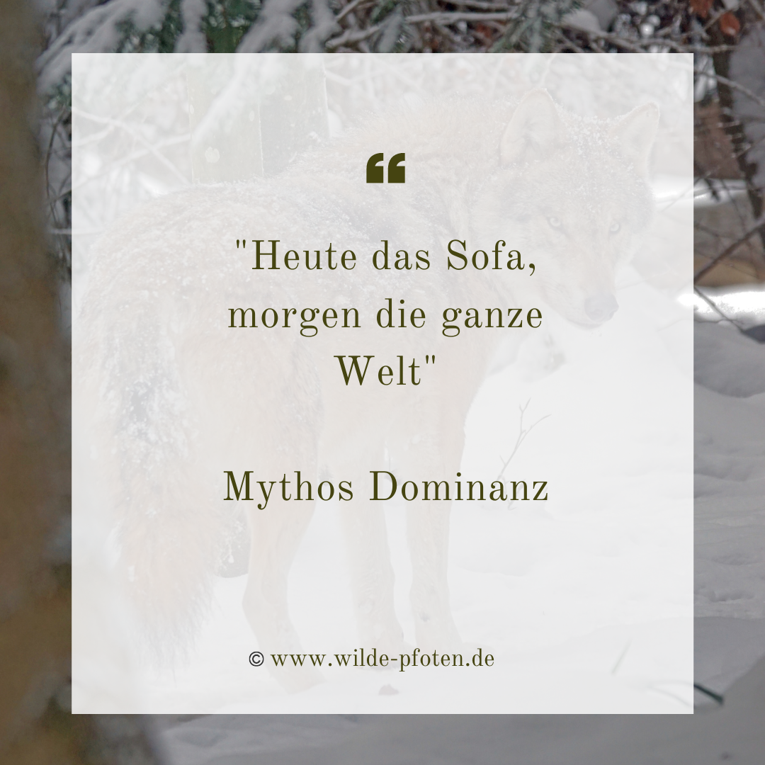 Mythos Dominanz in der Hundeerziehung. Heute das Sofa, morgen die ganze Welt