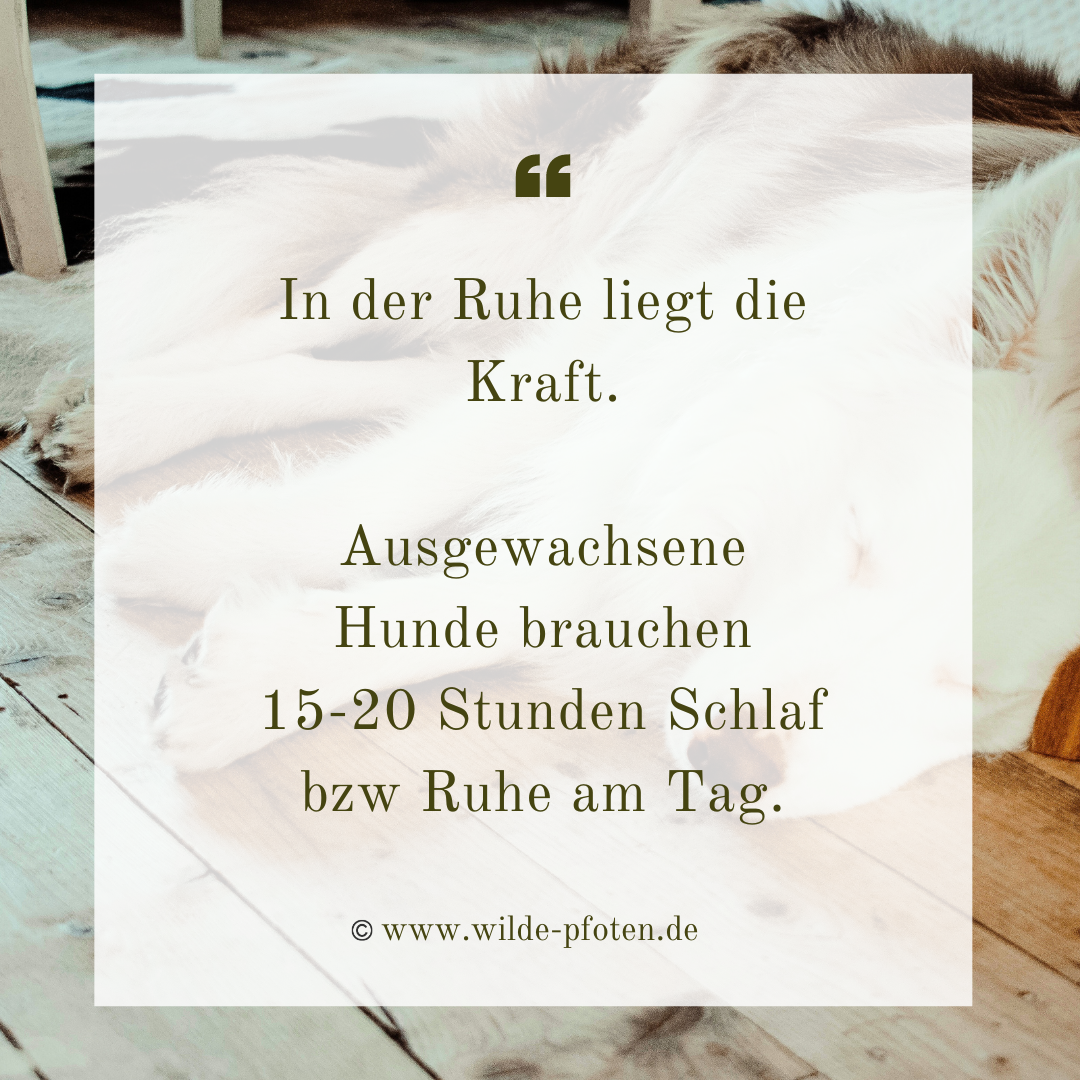 In der Ruhe liegt die Kraft. Wie viel Schlaf braucht ein Hund.
