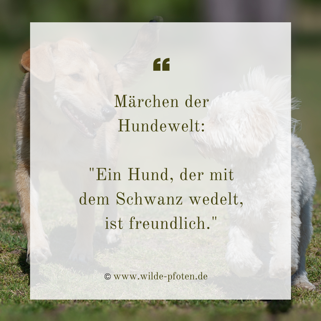 Märchen der Hundewelt: Ein Hund, der mit dem Schwanz wedelt, ist freundlich