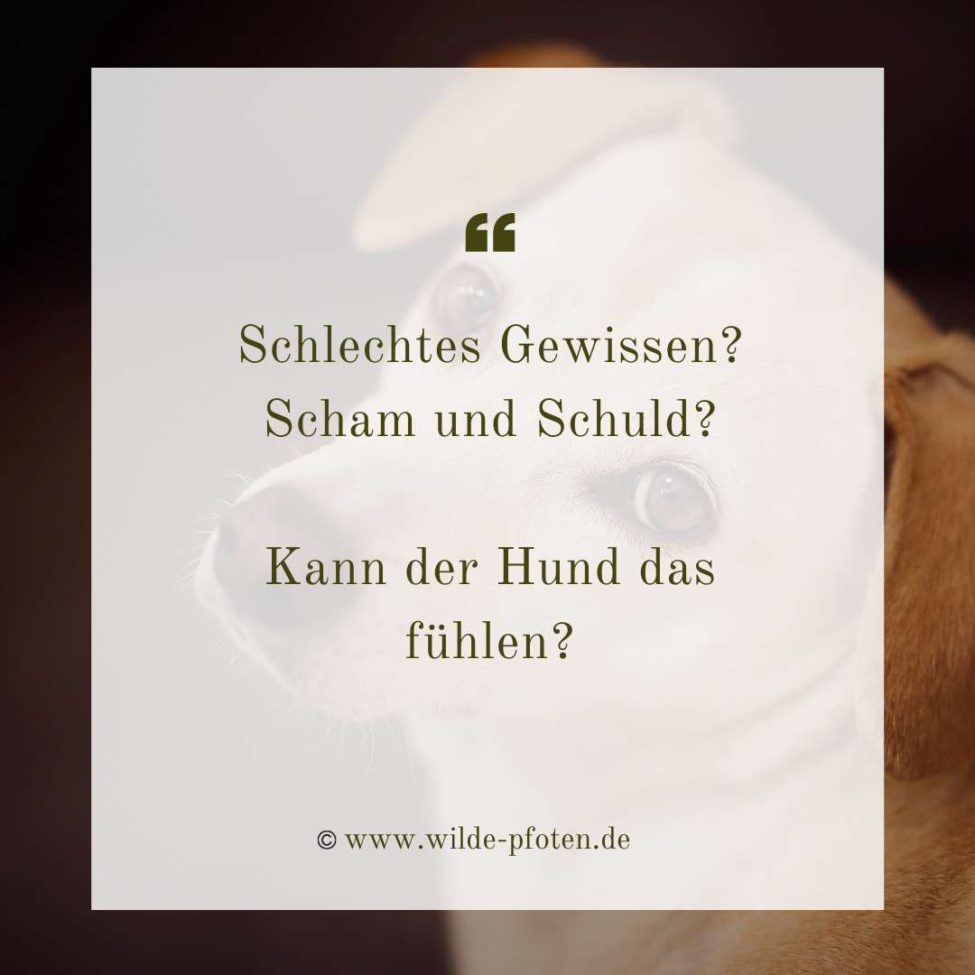 Was fühlt mein Hund? Schlechtes Gewissen, Scham und Schuld. Kann der Hund das fühlen?