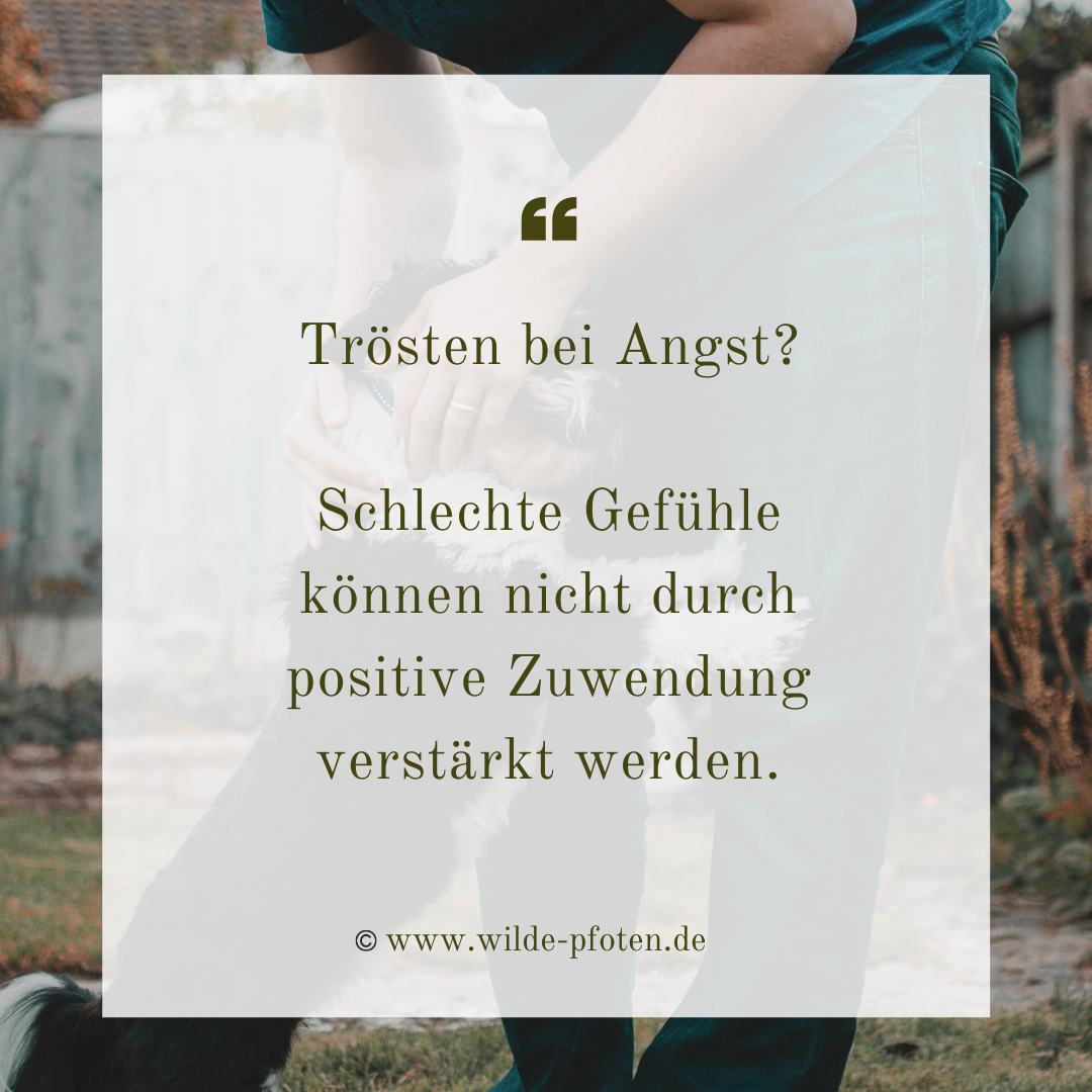 Hund trösten bei Angst. Schlechte Gefühle können nicht durch positive Zuwendung verstärkt werden.