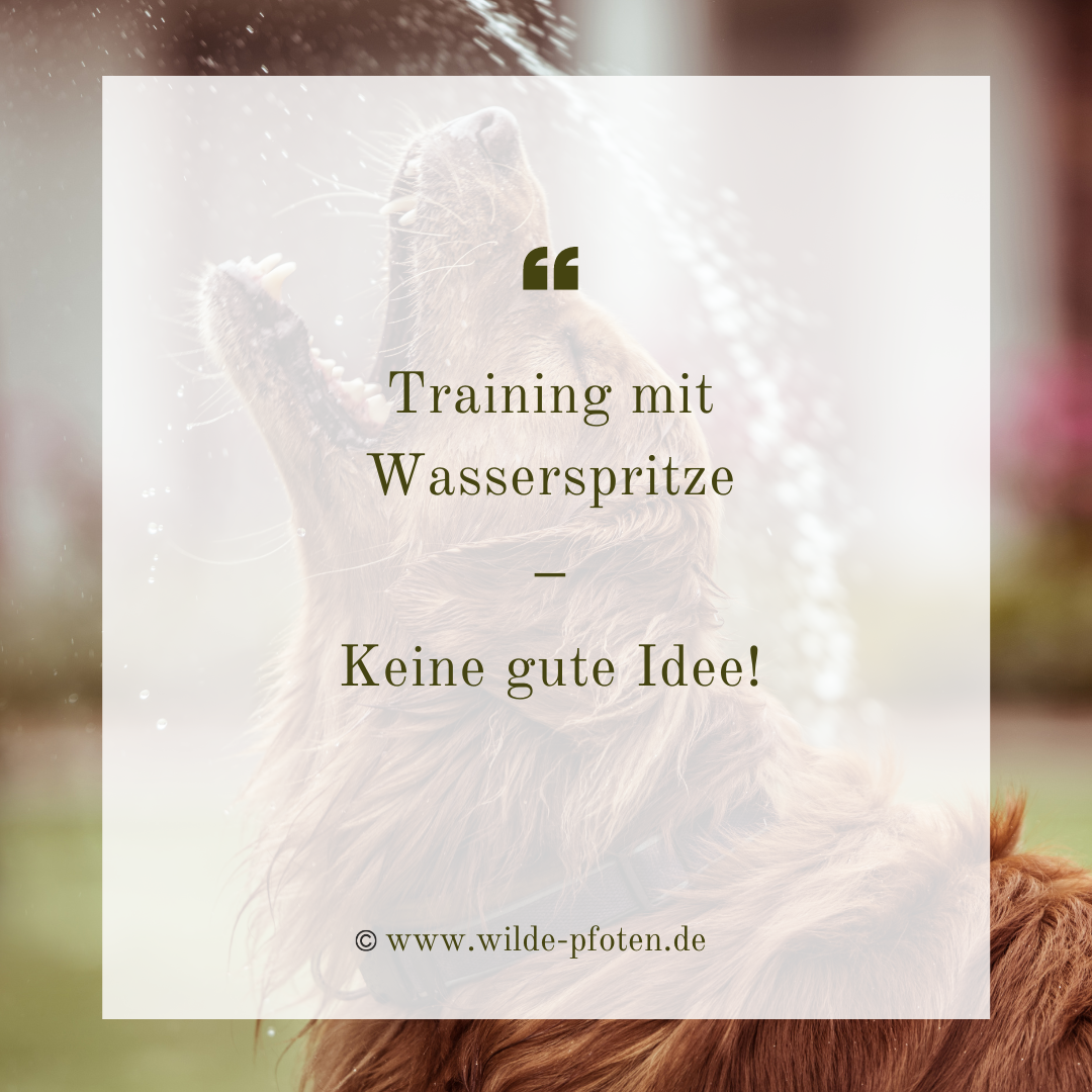 Training mit Wasserspritze - Keine gute Idee. Hund mit Wasser bestrafen. Wilde Pfoten Hundetraining