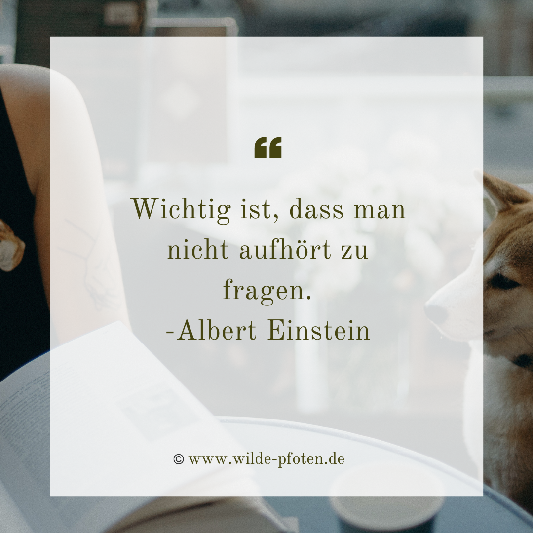 Wichtig ist, dass man nicht aufhört zu fragen. Zitat Albert Einstein. Fragen im Hundetraining