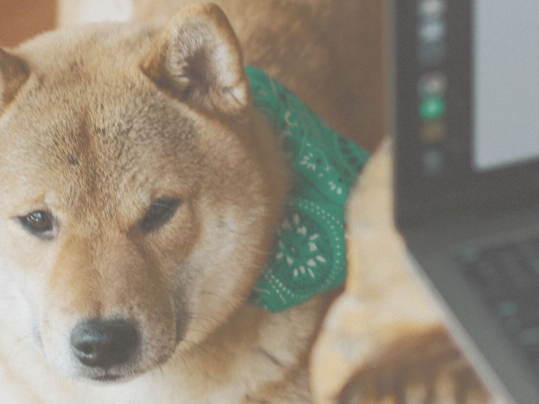 Hund im Home Office. Hund und Laptop. Hund mit grünem Halstuch liegt auf dem Boden