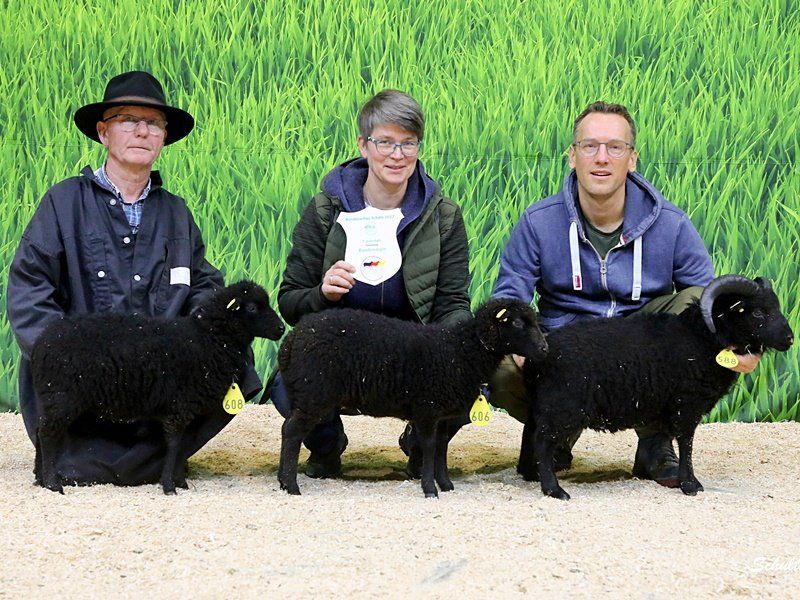 Ouessant Schaf Ouessantschaf Quessantschaf