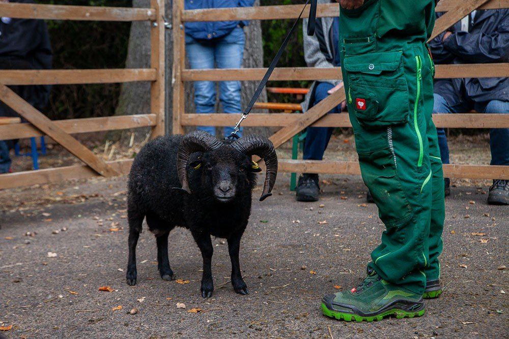 DE 01 08 006 72675 BW-R RS* IGOU 2017 Cyrille Ouessant Schaf Ouessantschaf Quessant schaf