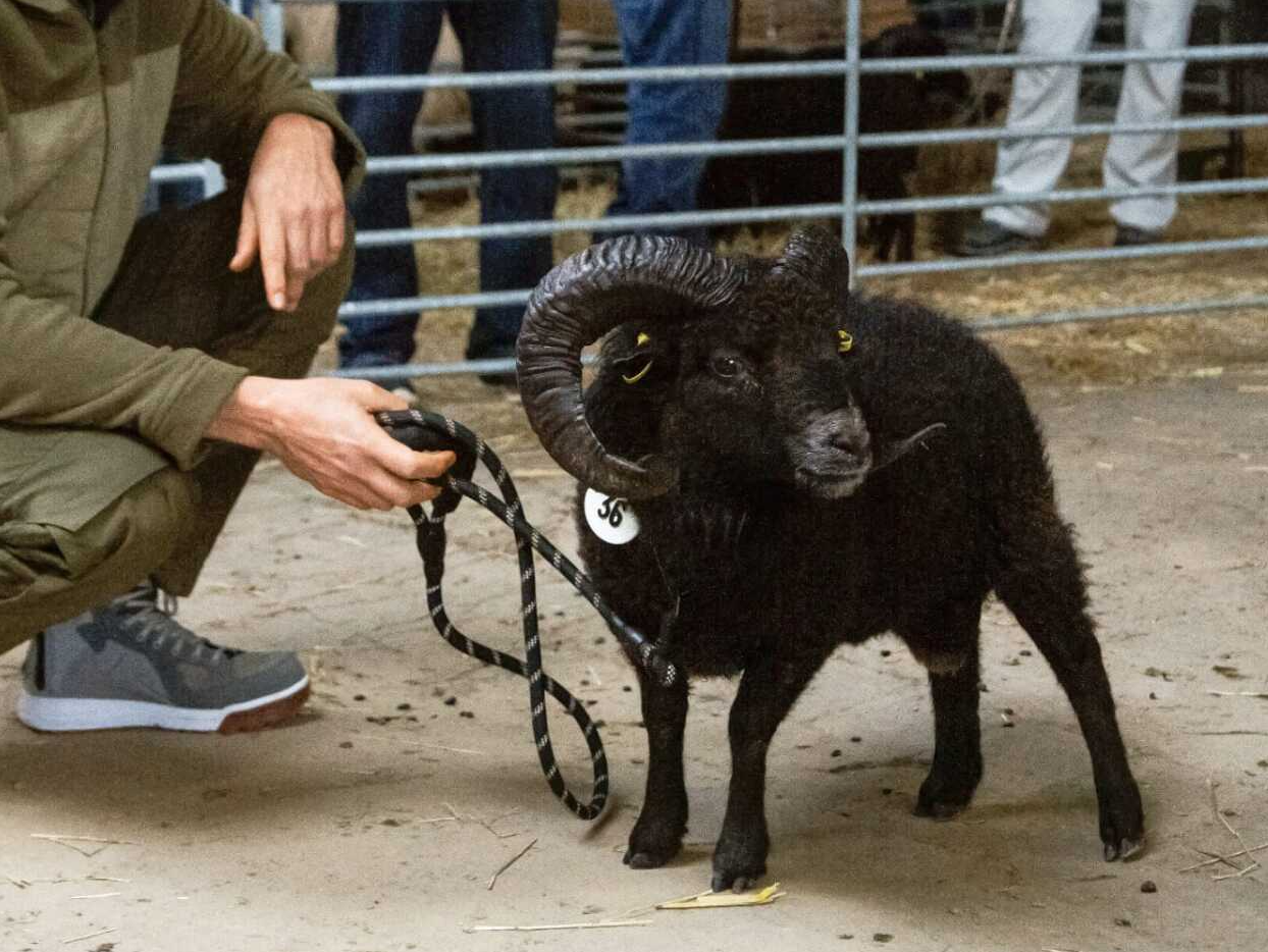 DE 01 08 006 72675 BW-R RS* IGOU 2017 Cyrille Ouessant Schaf bretonisches Zwergschaf Minischaf