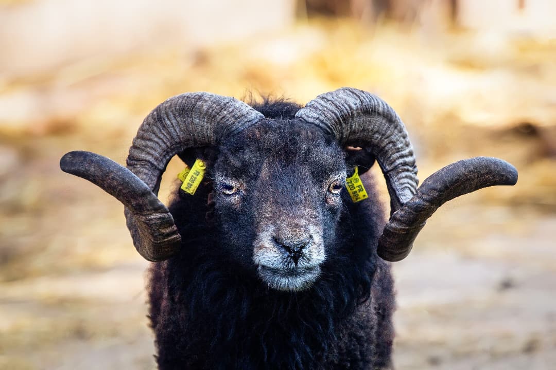 FR22089470008 FR-CBP Gustave Ouessant Schaf bretonische Zwergschafe Ouessantschaf