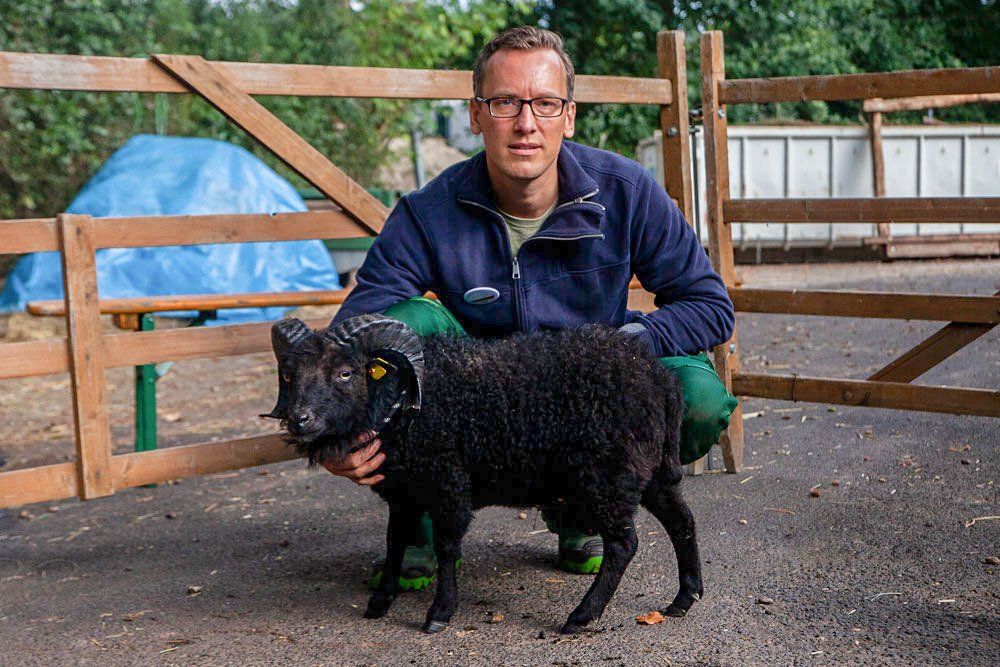 Ouessant Schaf Quessantschafe Quessant Schafe