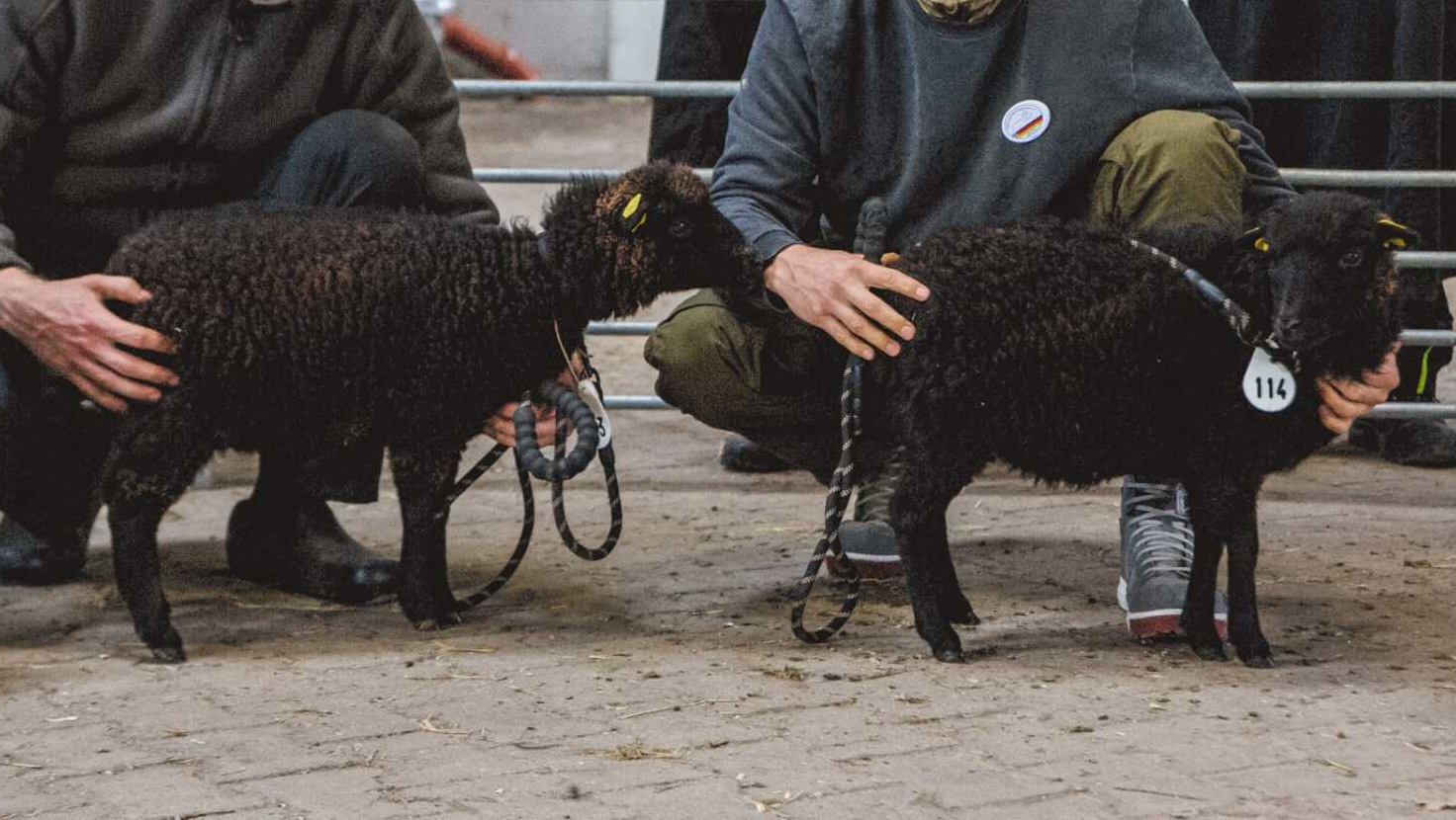 DE 01 03 115 12427 WE-WO Noemi vom Grashorn & DE 01 03 115 12426 WE-WO Isana vom Grashorn Zwergschafe Ouessantschafe Quessant Ouessant Schafe