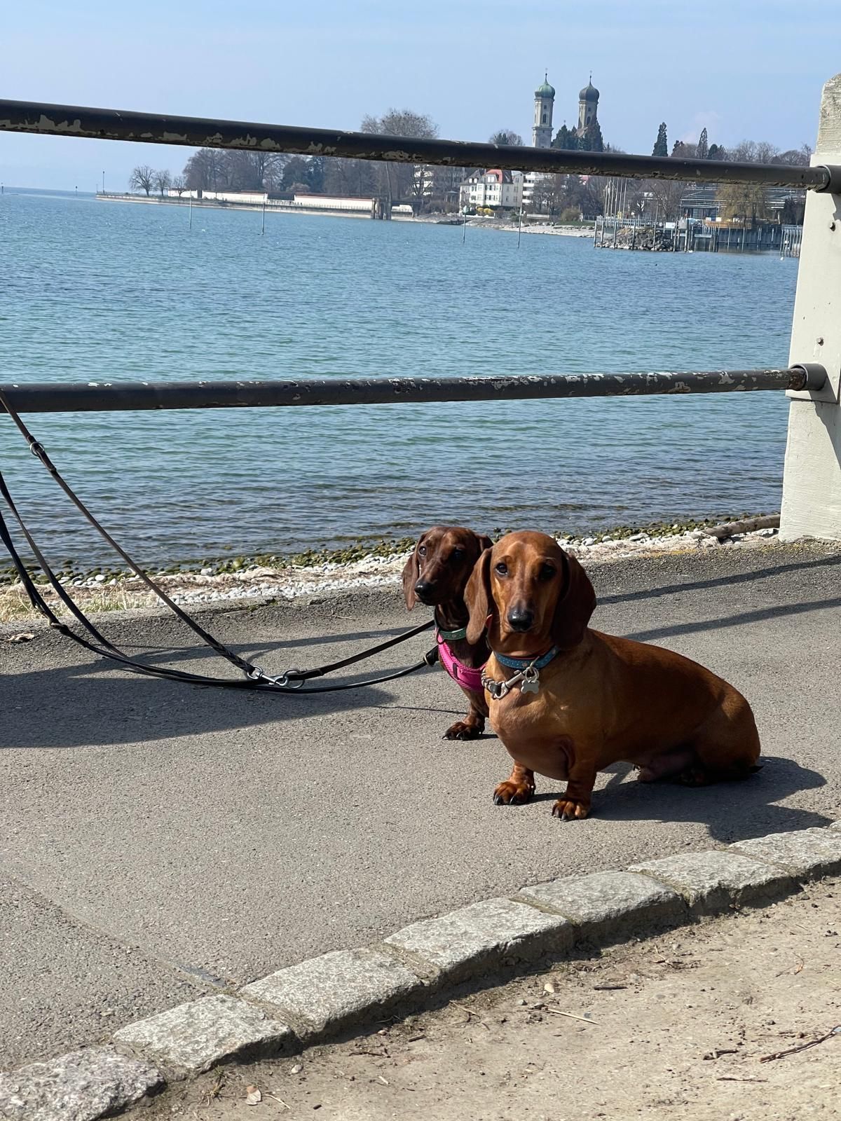 Hühner beobachten ...