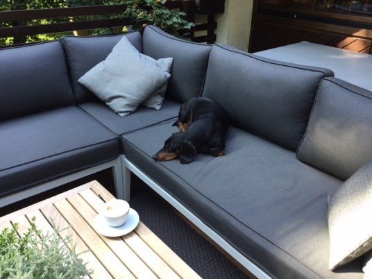 Kurzhaar schwarz-rot