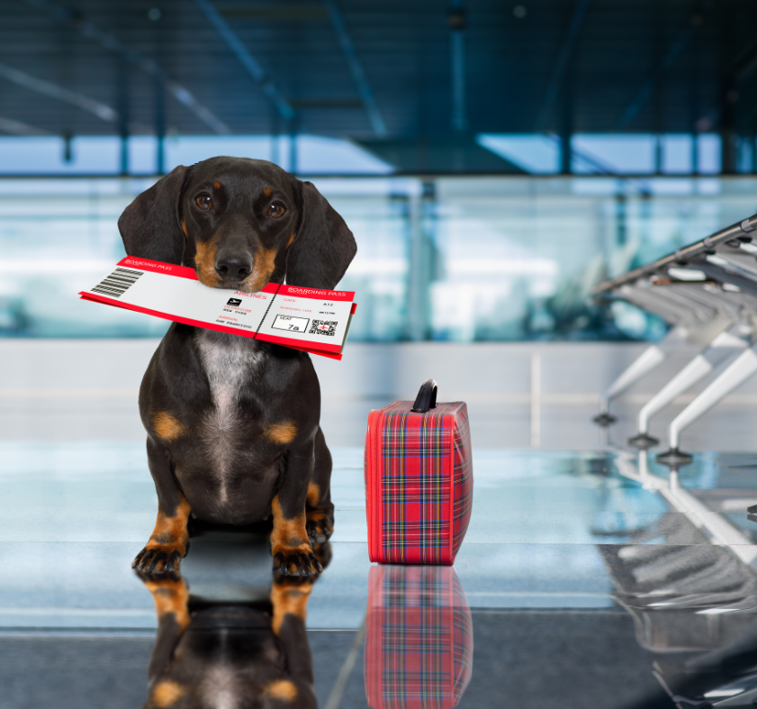 viajar con perros fuera de españa
viajar con perros en españa
viajar con perros fuera de la union europea
viajar con perros a EEUU
travelling with dogs