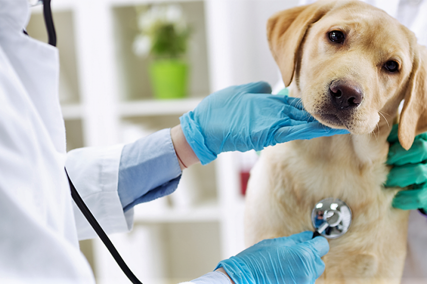 Medicina veterinaria, veterinario, consulta perro, consulta gato