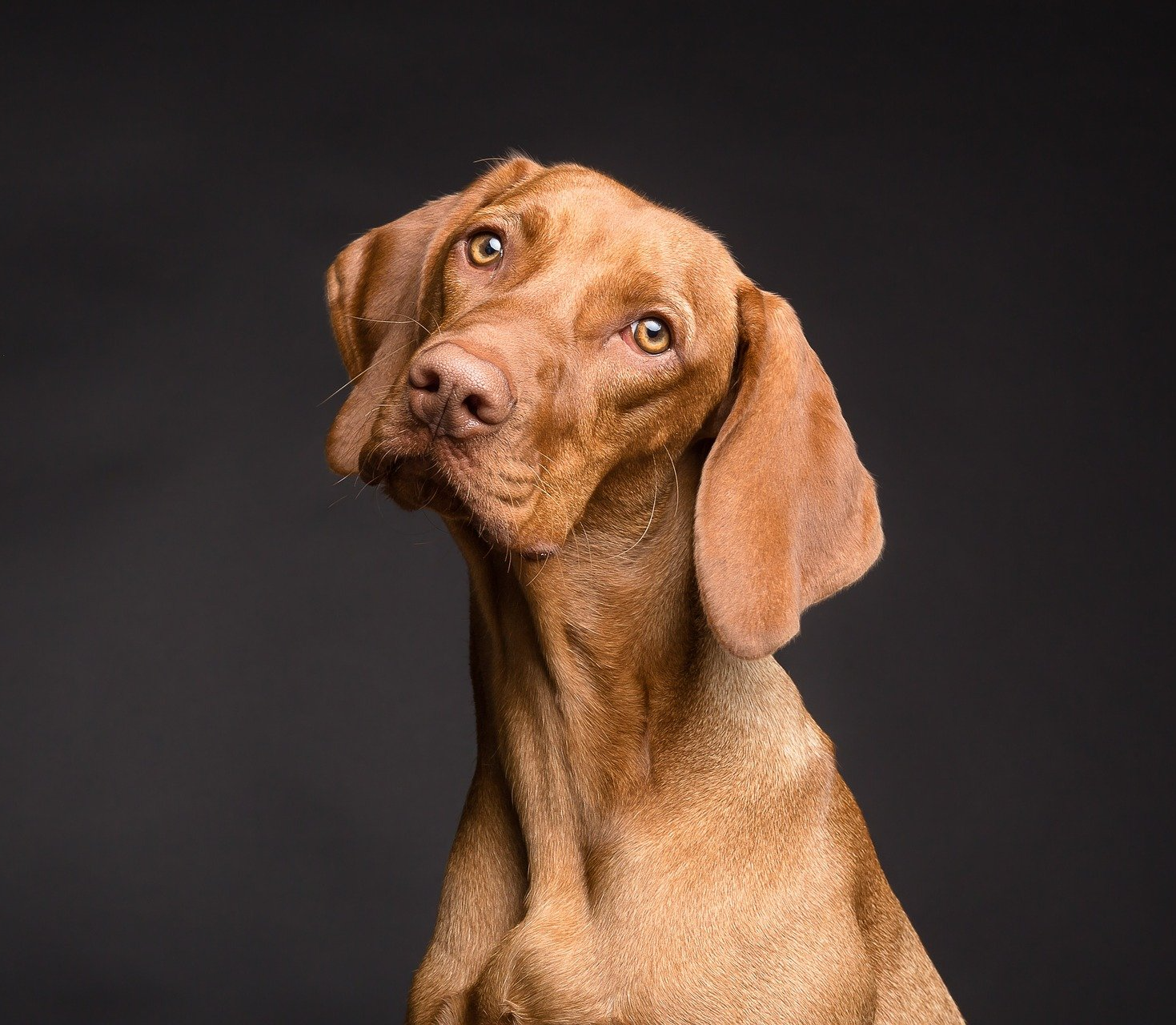 perro todos los servicios veterinarios