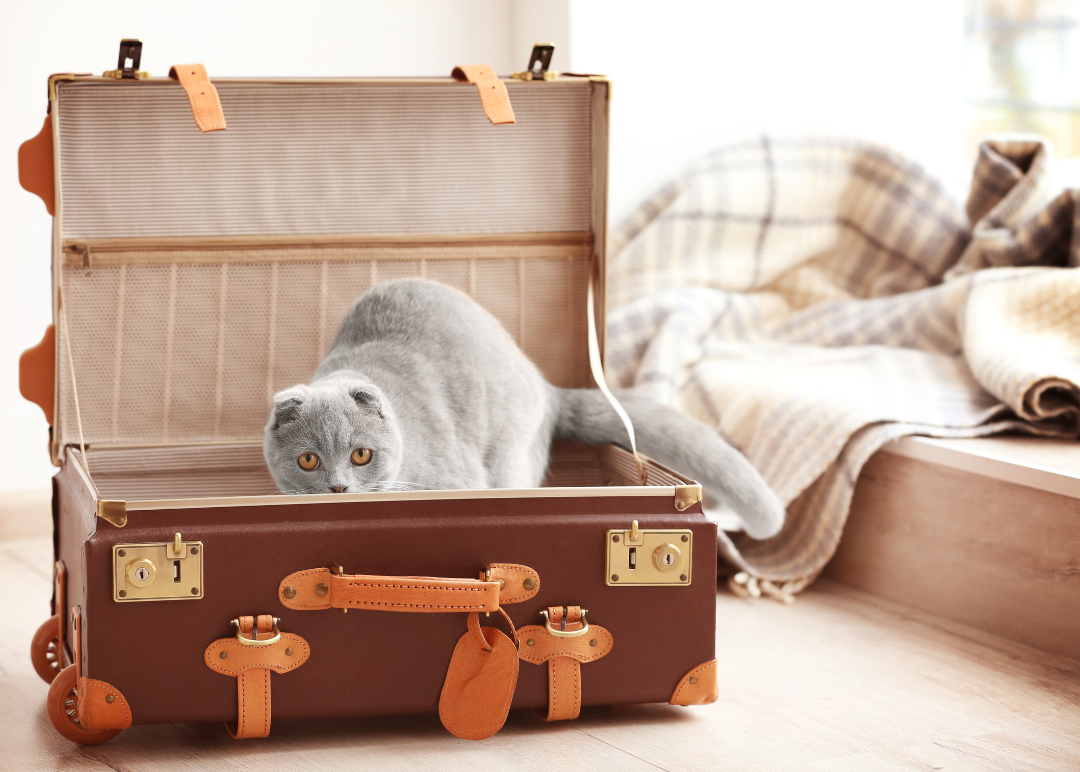 viajar con gatos fuera de españa
viajar con gatos en españa
viajar con gatos fuera de la union europea
viajar con gatos a EEUU
travelling with cats
cexgan
certificado de exportacion
certificado de salud de perro
