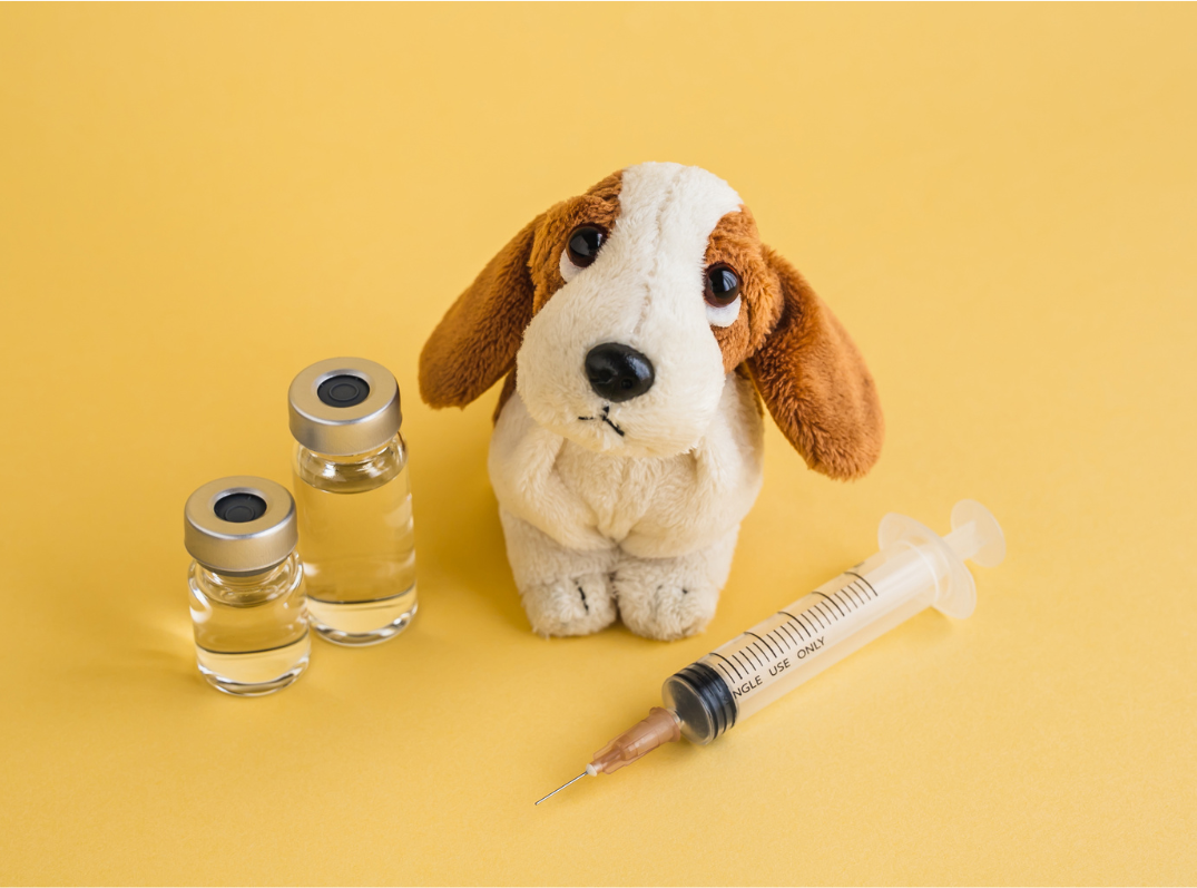 vacuna rabia perro viajar
titulo anticuerpos de rabia
rabbies antibody tittle
rabbies vaccine
titulacion anticuerpos rabia