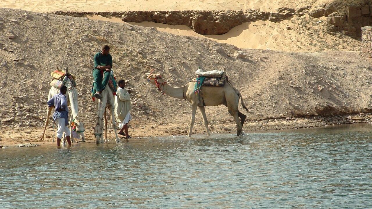 chameau egypte eau
