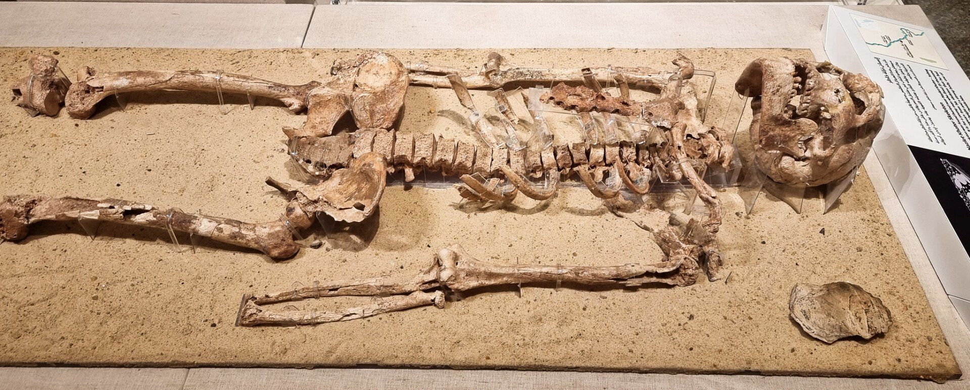 squelette Nazlet Khater, 35,000 avant JC; National Museum of Egyptian Civilization, Le Caire