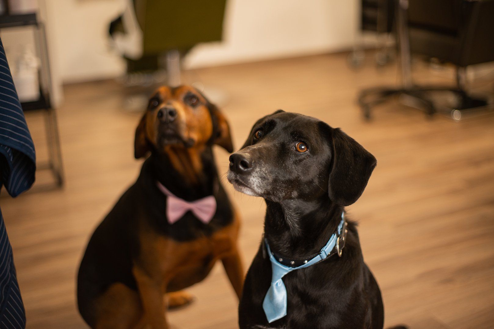 Friseur: Hund mitnehmen zum Termin. Bei SC HAIRDESIGN in Steinmauern schauen 2 Hunde fein nach oben