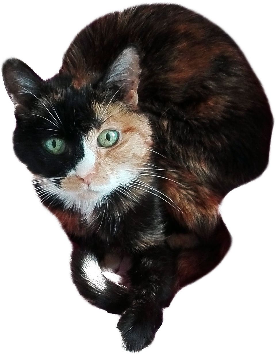 Katzen würden Mäuse kaufen