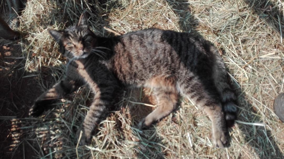 Katze