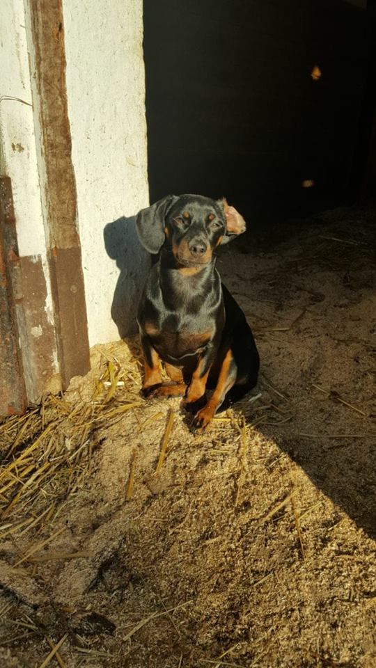 Hund