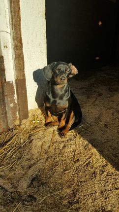 Hund