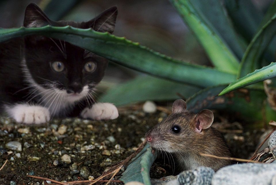 Katzen würden Mäuse kaufen