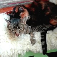 Mehrkatzenhaushalt