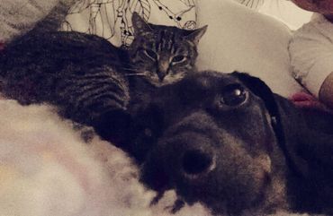 Hund und Katze