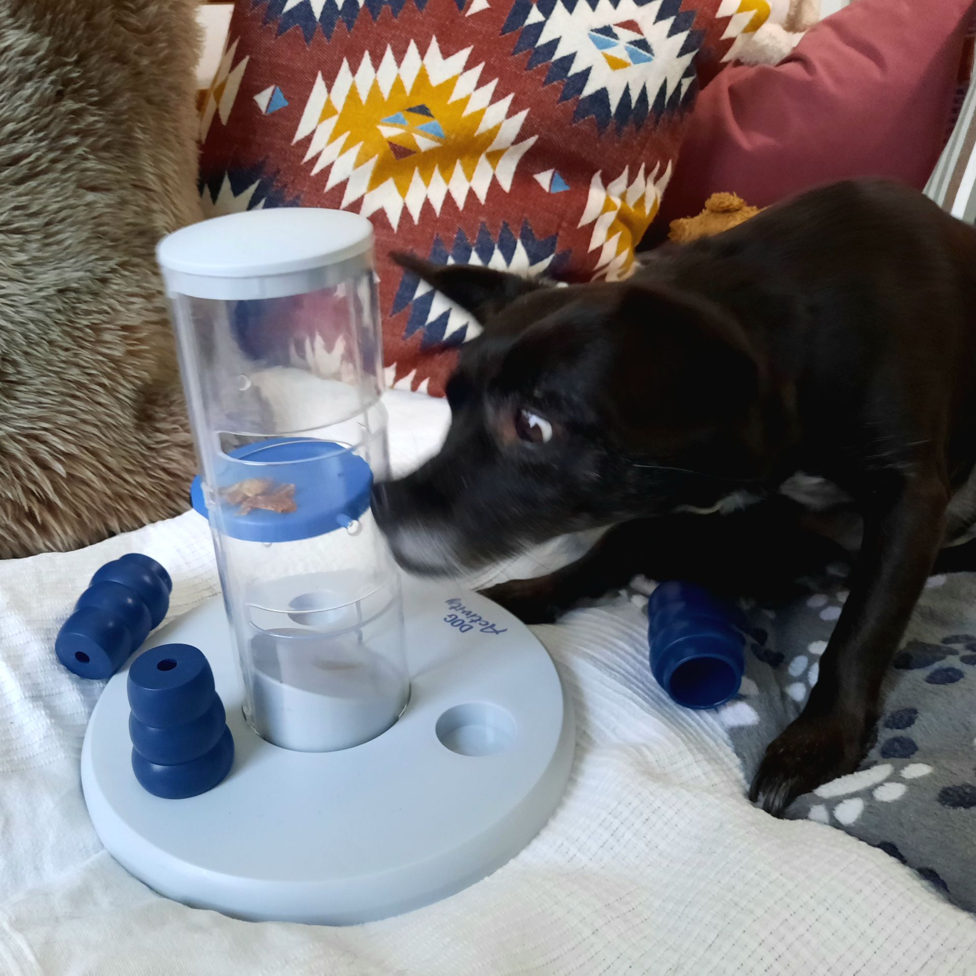 Hund mit Intelligenzspielzeug