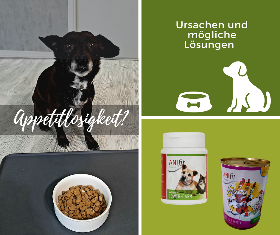 Hund vor einem gefüllten Napf: Appetitlosigkeit