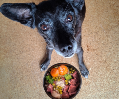 Hund mit frisch zubereiteter BARF-Ration aus rohem Fleisch, Gemüse, Eigelb und Ergänzungen