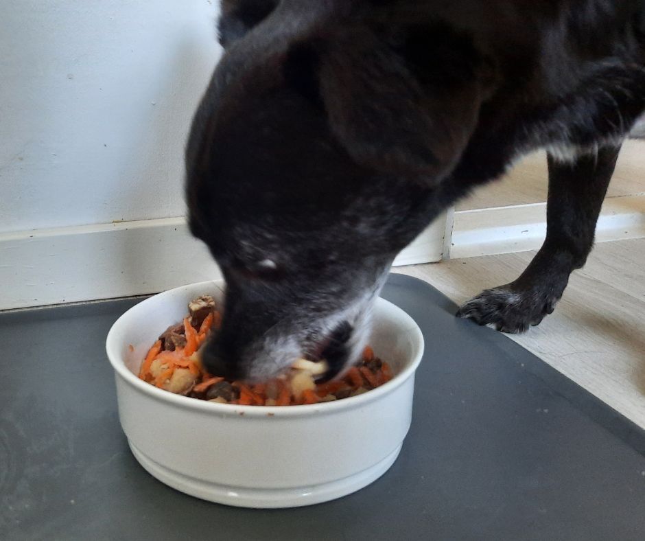 Hud üer einem Napf mit einer BARFMahlzeit