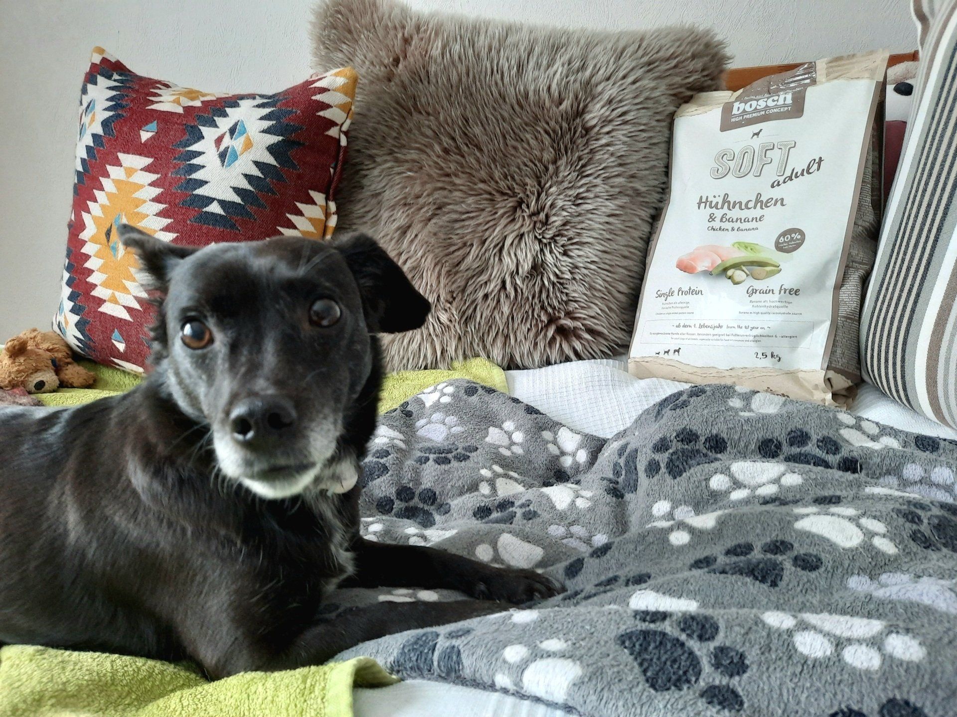 Hund neben einer Packung bosch SOFT adult