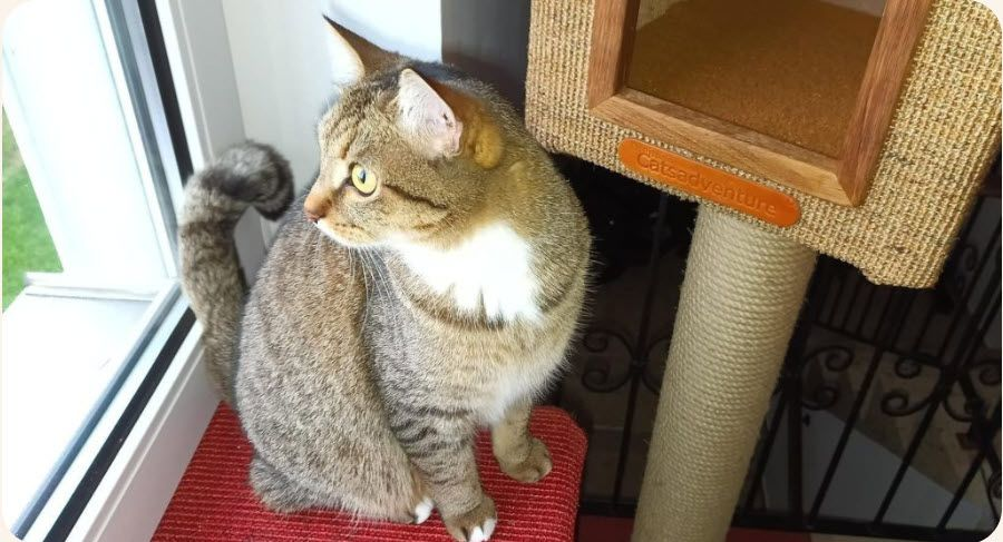 Getigerte Katze sitzt auf einem Kratzbaum am Fenster und blickt nach draußen; daneben ein Catsadvent