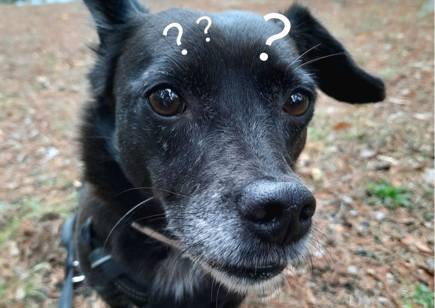 Hund mit Fragen