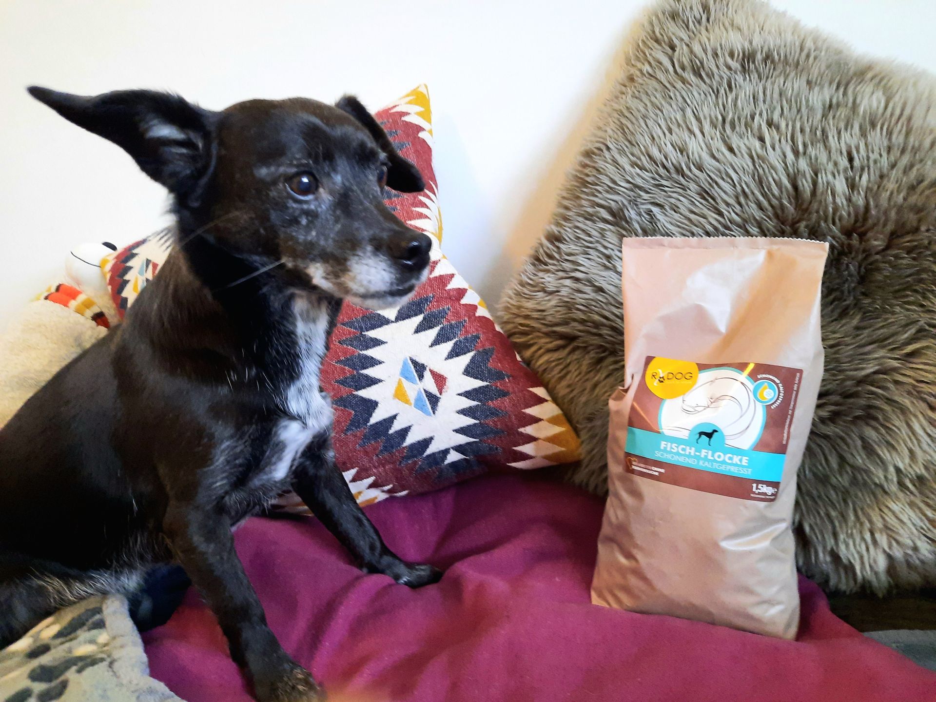 Hund neben einer Packung RyDog Fisch-Flocke