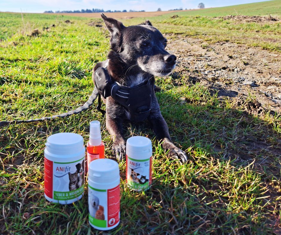 Kleiner schwarzer Hund im Frühlingsgras mit Nahrungsergänzungen zur Unterstützung von Darmflora und