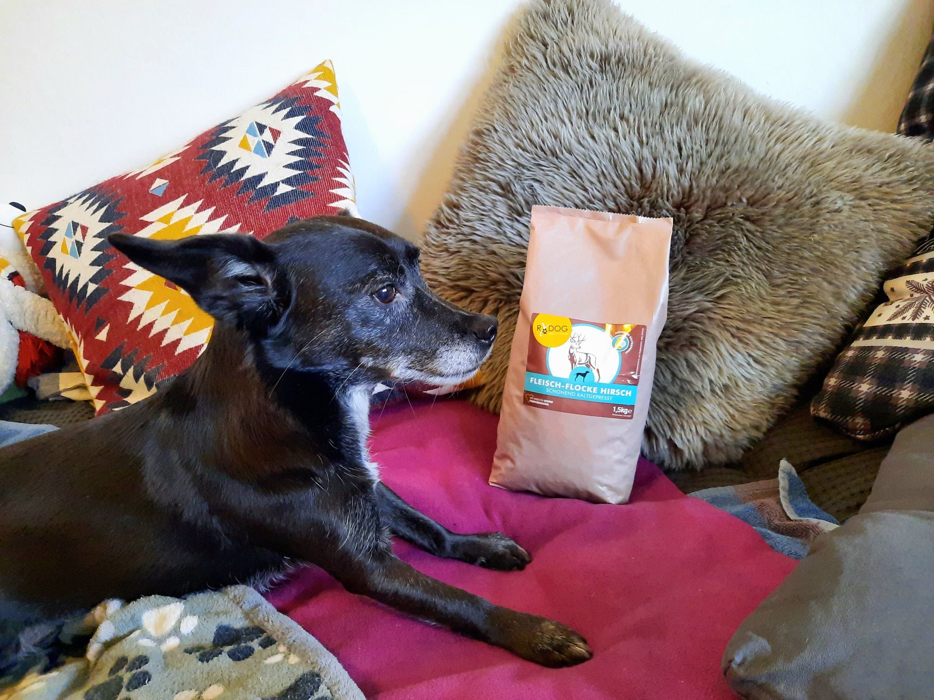 Hund Nebeneiner Packung RyDog